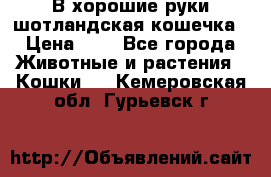 В хорошие руки шотландская кошечка › Цена ­ 7 - Все города Животные и растения » Кошки   . Кемеровская обл.,Гурьевск г.